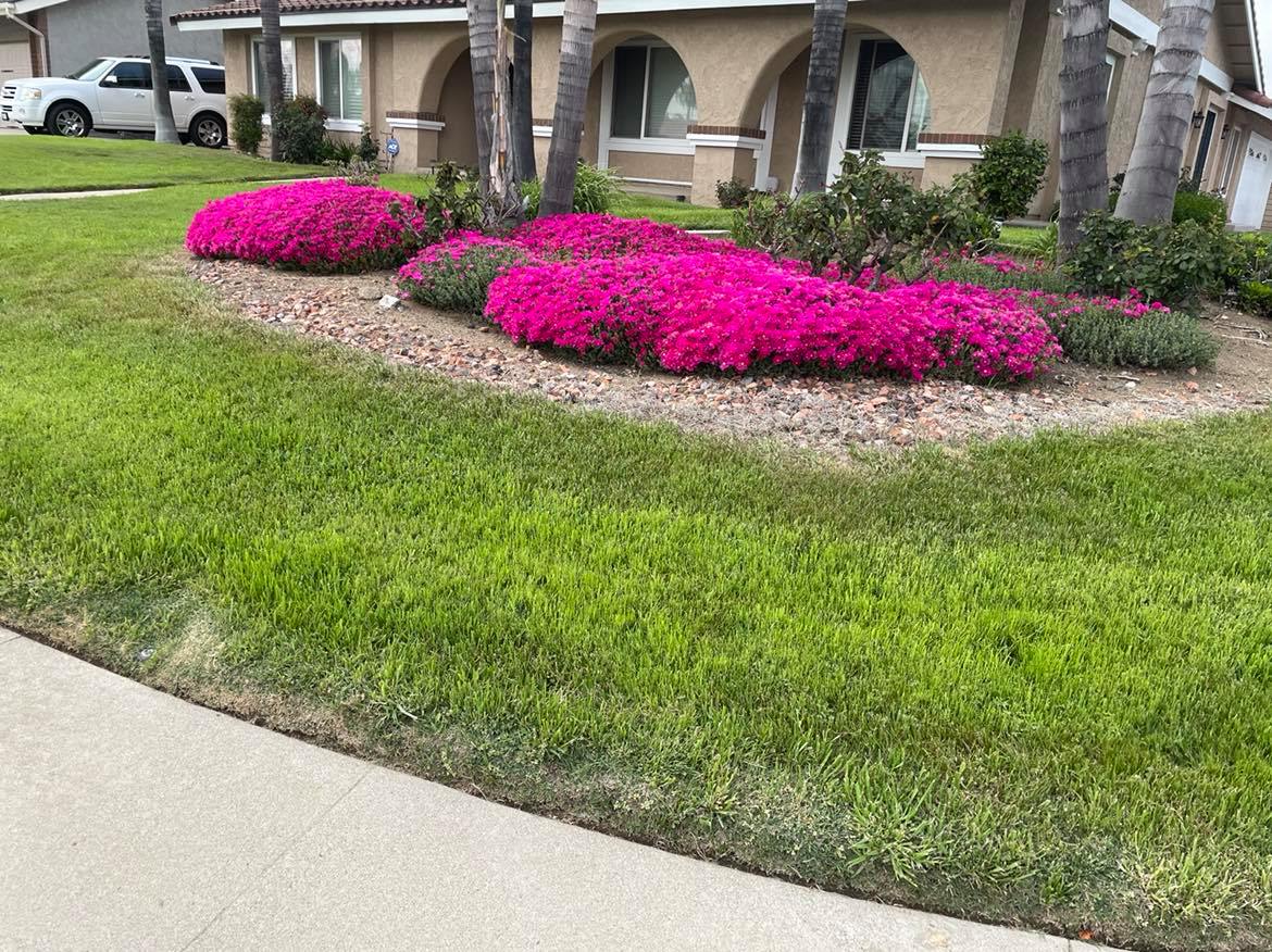 Elacios Gardening & Lanscaping Image
